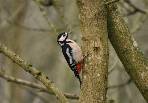 Greater Spotted Woodpecker 2